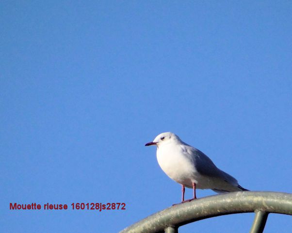 Mouettes rieuses