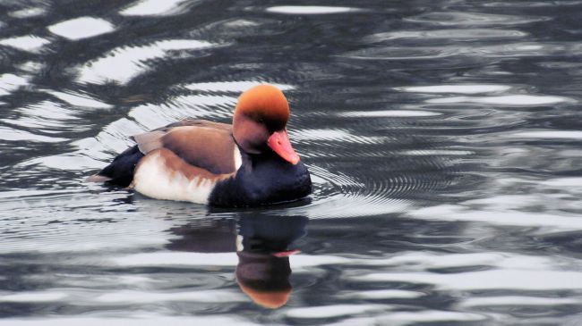 Nette rousse