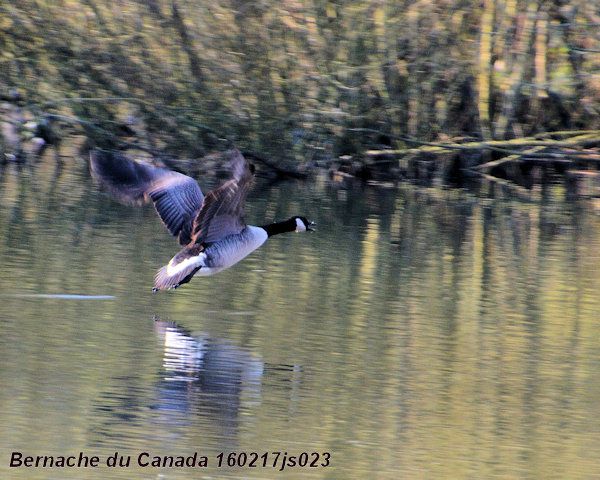 Bernache du Canada     Branta canadensis