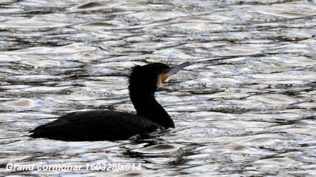 Grand cormoran    Phalocrpocorax carbo