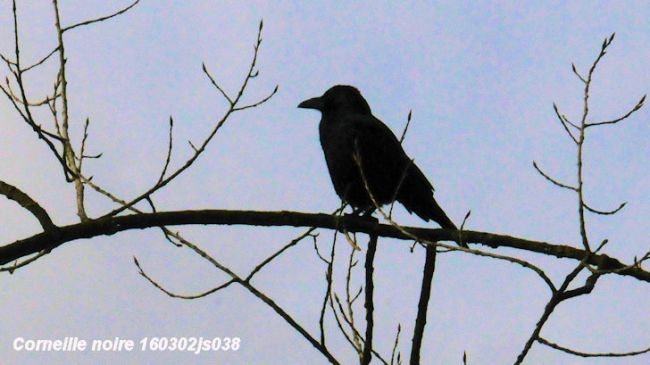 Corneille noire     Corvus corone corone