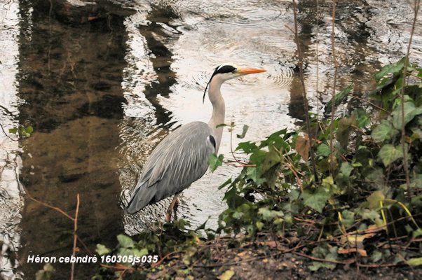 Héron cendré     Ardea cinerea