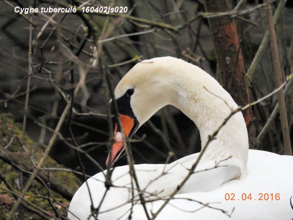 Cygne tuberculé  160402js020