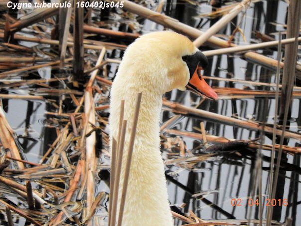 Cygne tuberculé  160402js045