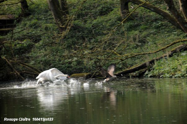 Cygne tuberculé