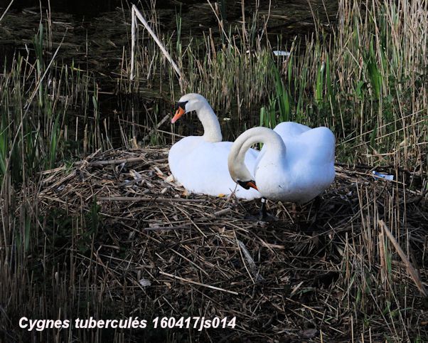 Cygnes tuberculés