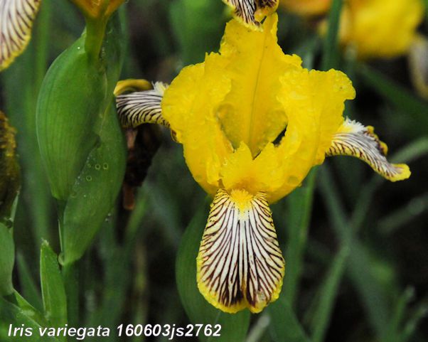 Iris variegata