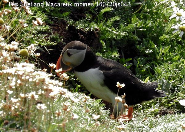 Macareux moines     Fratecula arctica     (Iles Shetland)