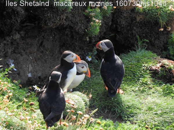Macareux moines     Fratecula arctica     (Iles Shetland)