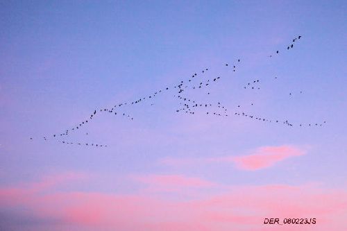 Grues cendrées   <em>Grus grus</em>