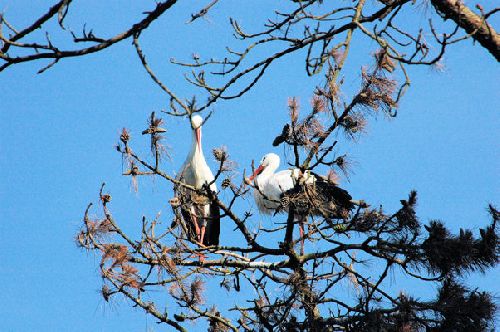 Cigogne blanche     <em>Ciconia ciconia</em>