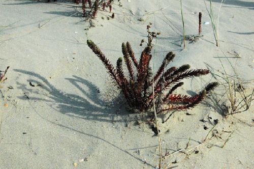 Plante des dunes