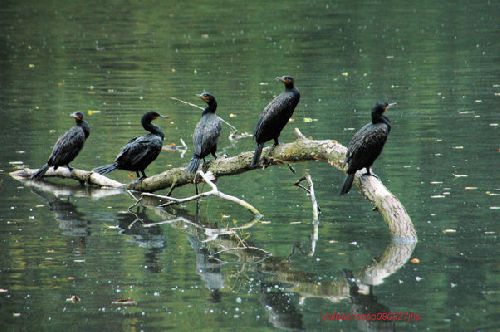 Grands cormorans     <em>Phalocrocorax carbo</em>