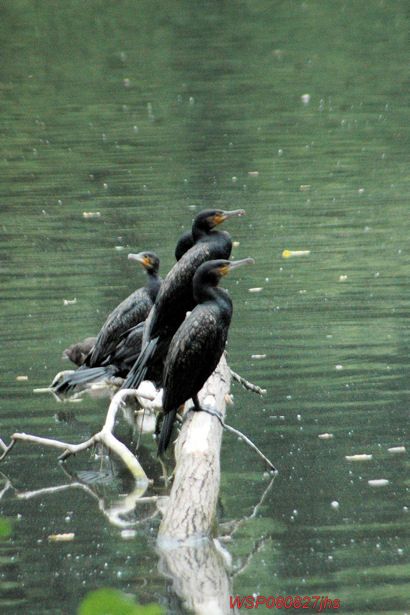 Grands cormorans     <em>Phalocrocorax carbo</em>