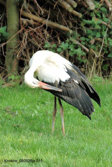 Cigogne blanche       <em>Ciconia ciconia</em>