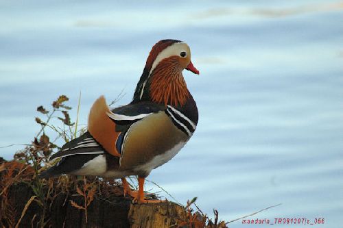 Canard mandarin     <em>Aix galericulata</em>