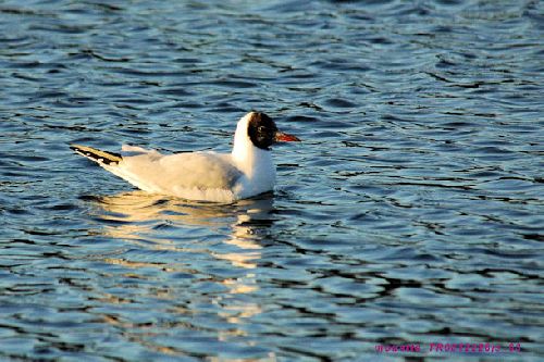 Mouette rieuse en plumage nuptial !