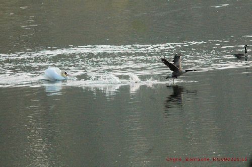 Cygne contre Bernache