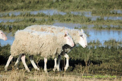 Moutons (nettoyage des zone naturelles)