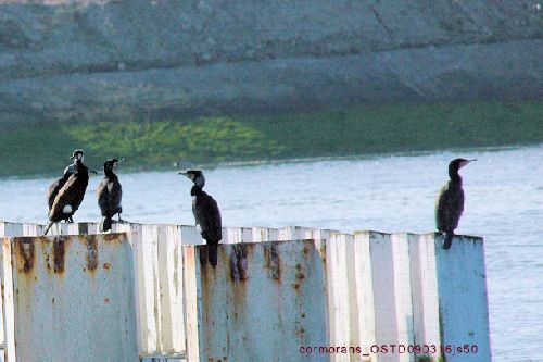 Grands cormorans    <em>Phalocrocorax carbo</em>