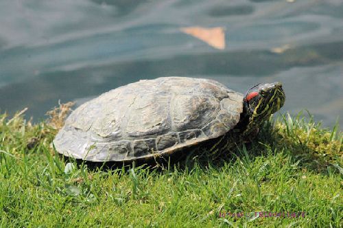 Tortue de Floride