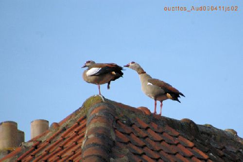 Ouette sur un toit (brûlant ??)