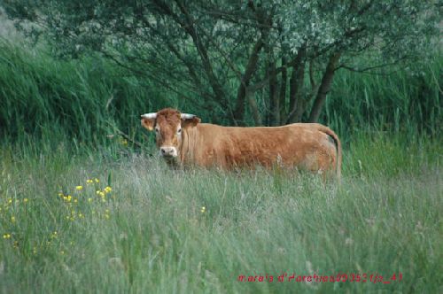 Bovidé (Marais d\'Harchies)