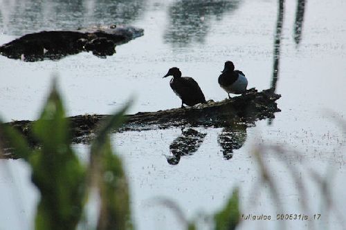 Fuligules morillons en contre-jour