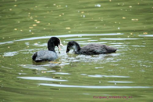 Foulques macroules et poussins