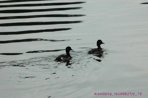 Contre jour  (Fuligules morillons)