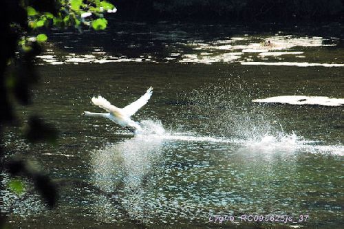 Envol (Cygne tuberculé)