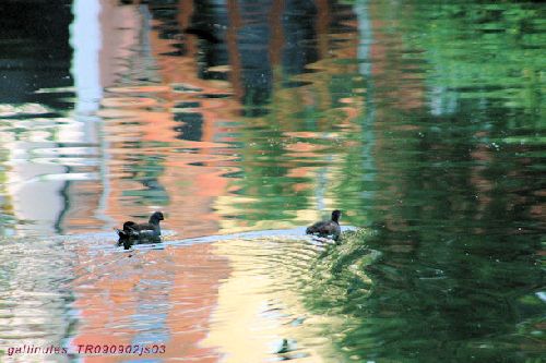 Gallinules poules d'eau (reflets)