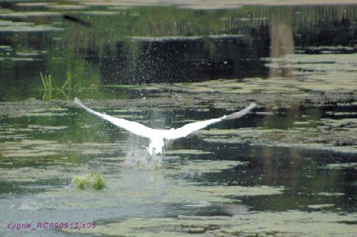 Cygne au décollage