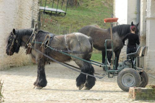 Cheval et Forêts : attelage