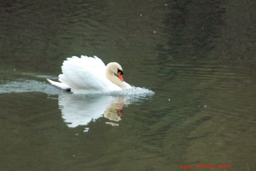 Défense de territoire (Cygne)