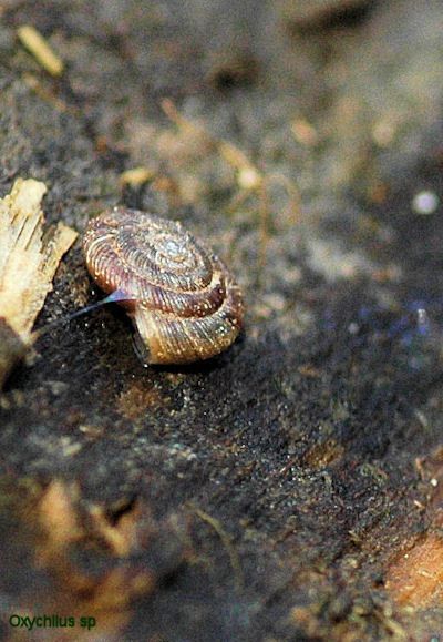 Escargot     <em>Discus rotundatus</em>