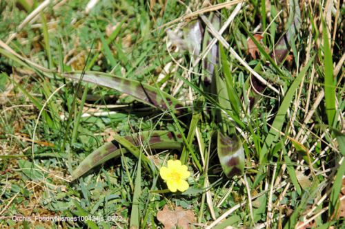 Orchis (pas encore en fleurs)  +  Potentille (jaune)