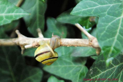 Escargot   <em>Cepea numeralis</em>