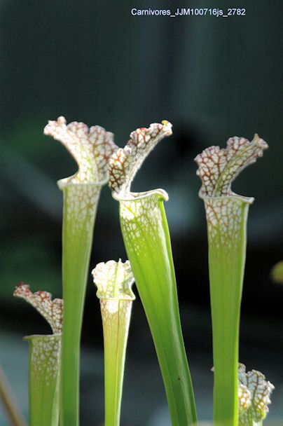 Plantes carnivores (Nerpenthes sp)