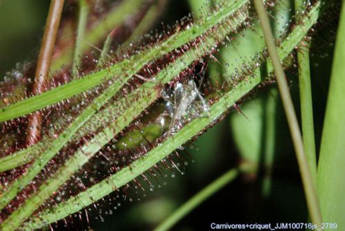 Plante carnivore  (Drosera sp)