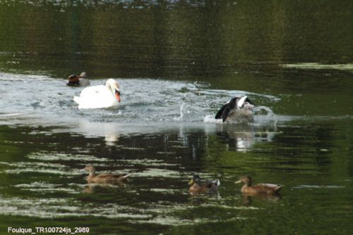 Ouettes d'Egypte contre Cygne tuberculé