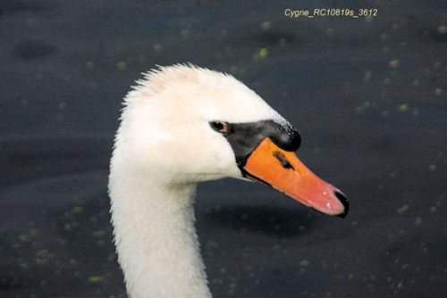 Portrait de Cygne