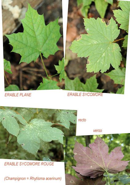 CNB/Soignes : feuilles d'érable (plane/sycomore)