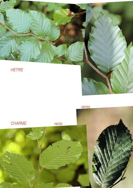 CNB/Soignes : feuilles (hêtre/charme)