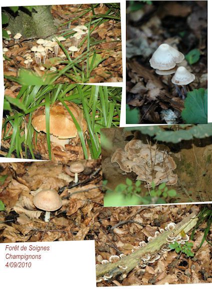 Forêt de Soignes : champignons