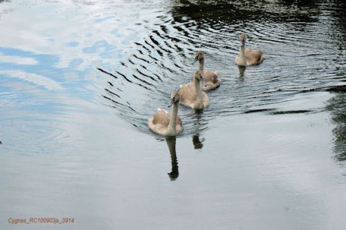 Cygnes tuberculés juvéniles