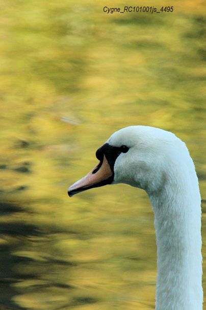 Cygne tuberculé : portrait