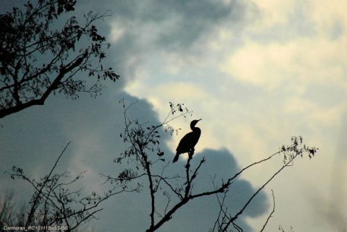 Contre-jour (Grand cormoran)