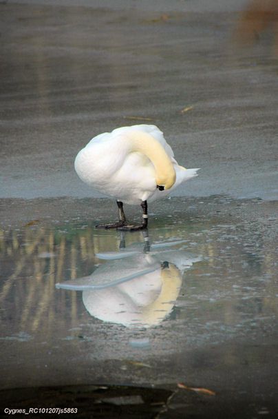 Cygne tuberculé