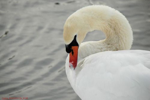 Cygne : portrait